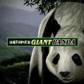 Image for Untamed giant panda